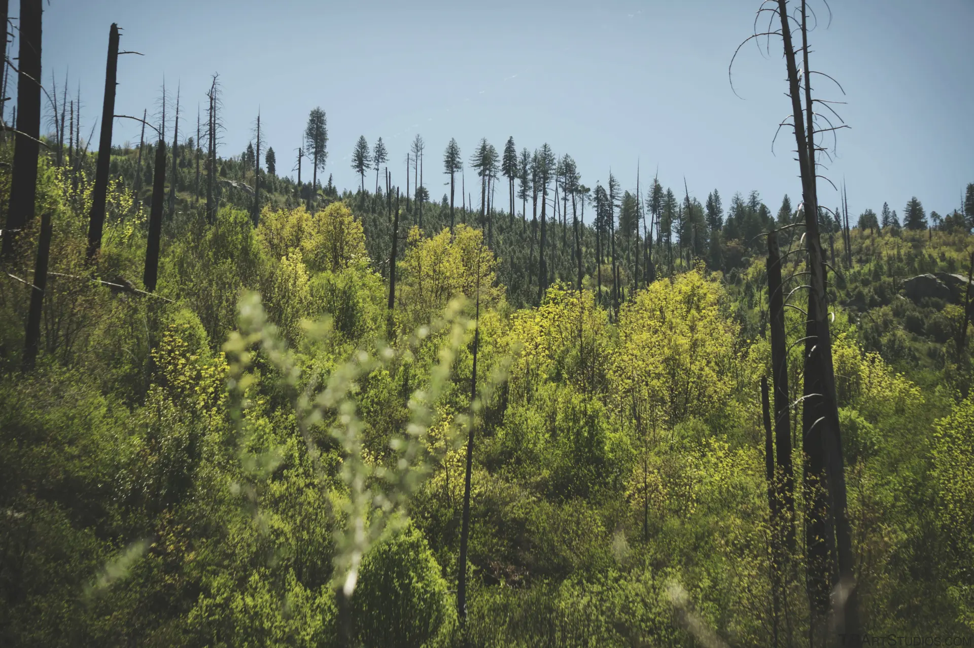 Low Impact Forestry Exmouth, Honiton and Sidmouth
