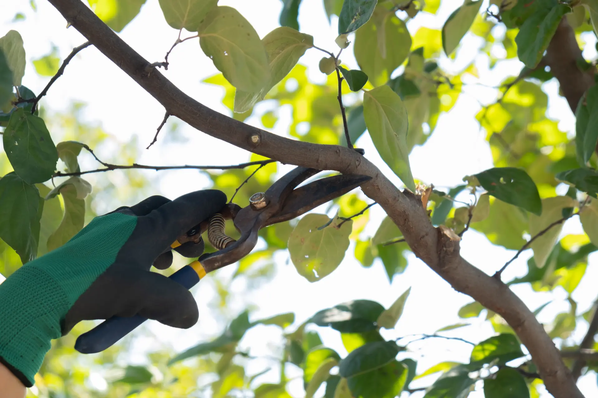 Tree Surgery Services Exmouth, Honiton or Sidmouth