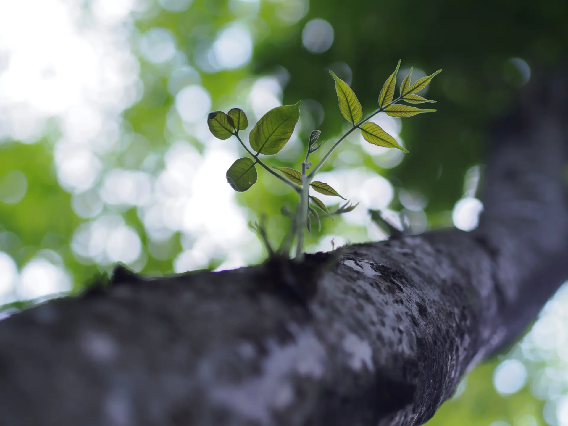 Tree Crown Reduction Exmouth, Honiton or Sidmouth