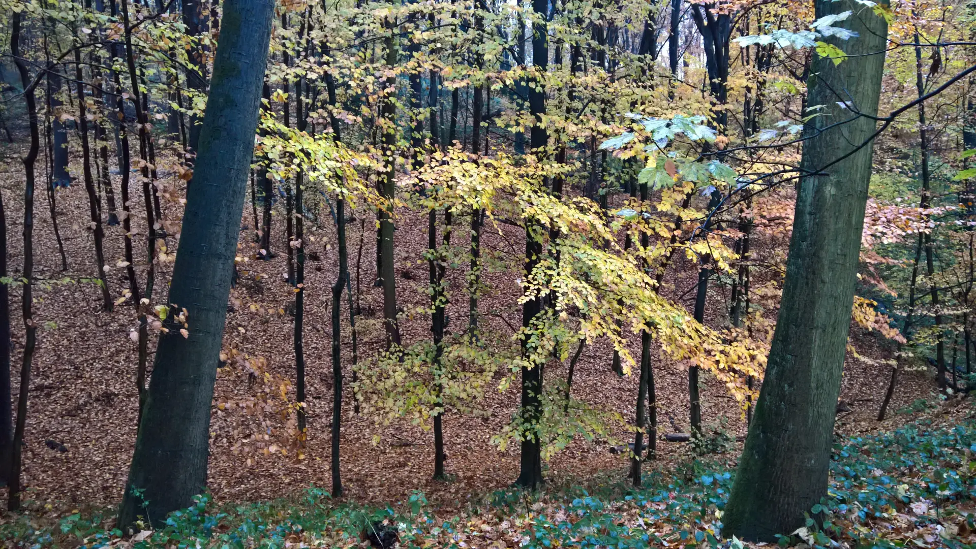 Woodland Thinning And Pruning Exmouth, Honiton, Sidmouth 