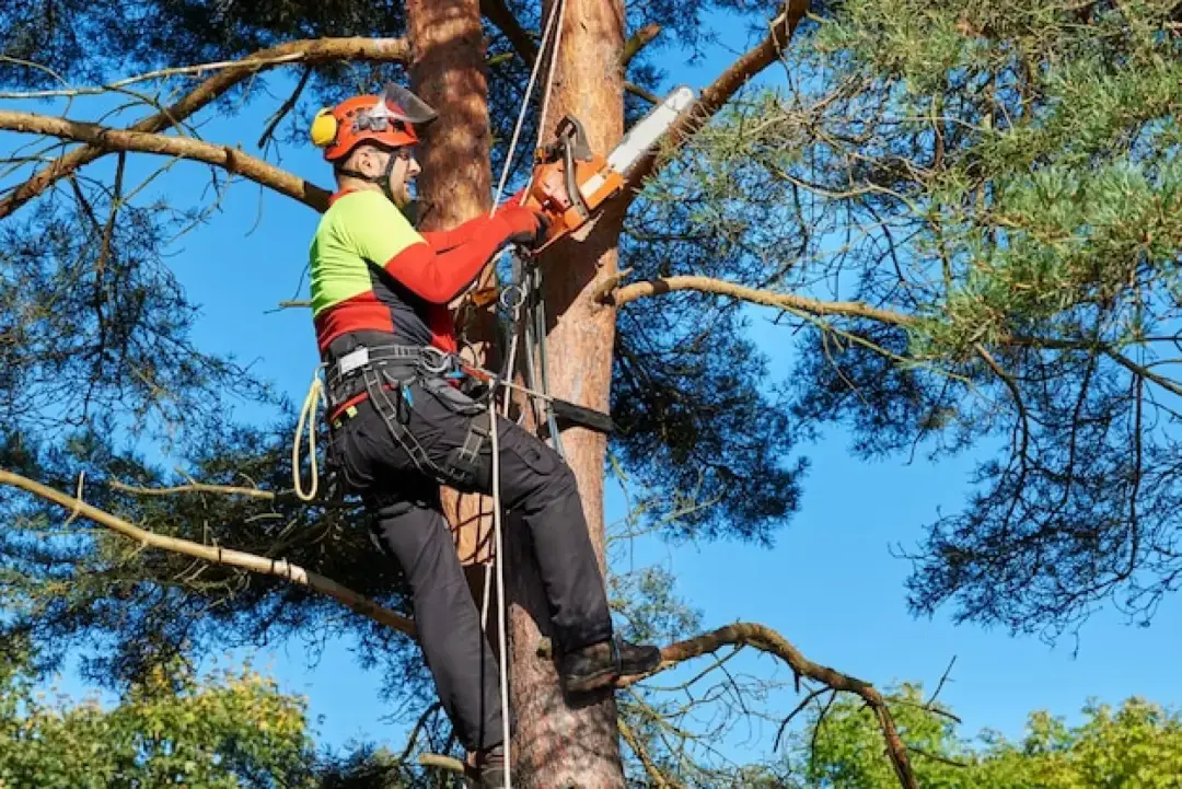 Tree Surgeon Exmouth, Honiton or Sidmouth