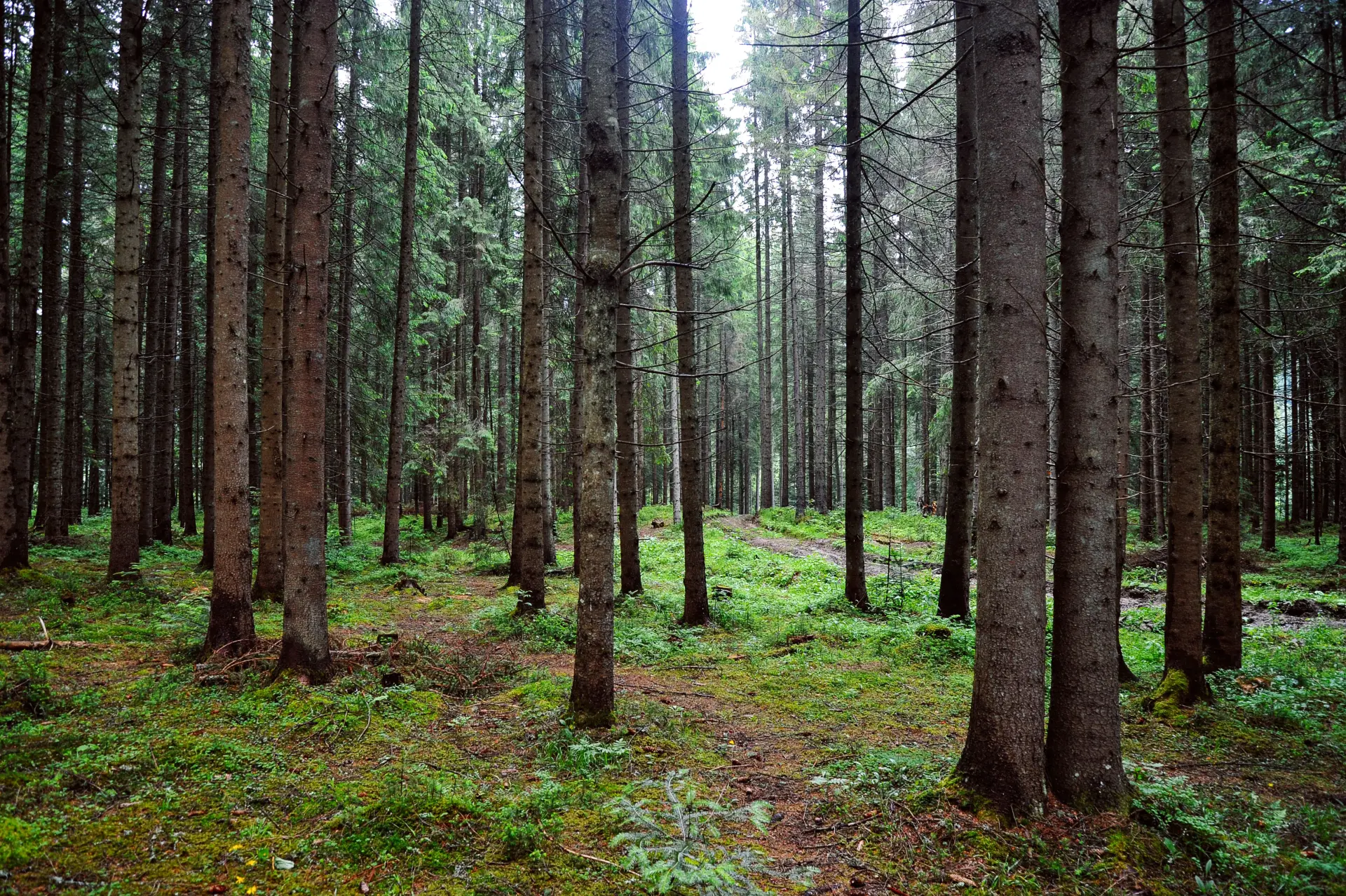 Forestry Experts Exmouth, Honiton, Sidmouth