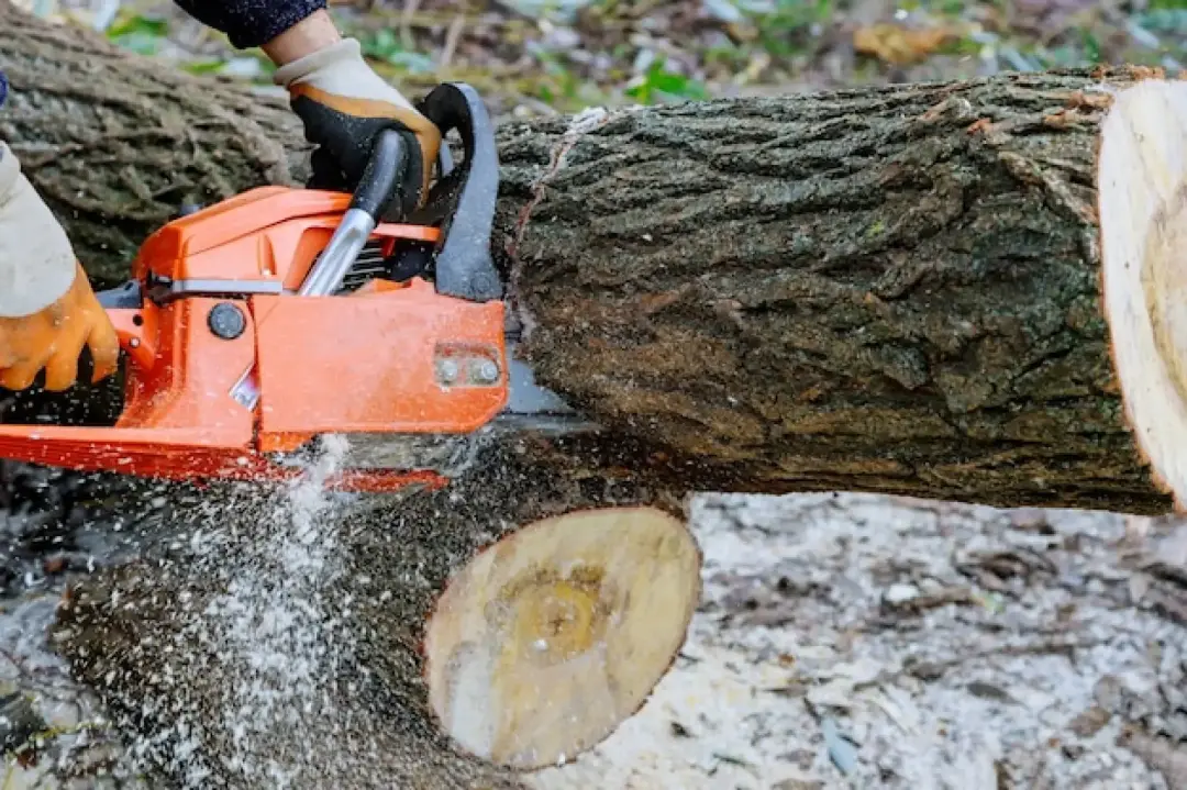 Safe Tree Felling and Dismantling Exmouth, Honiton, Sidmouth