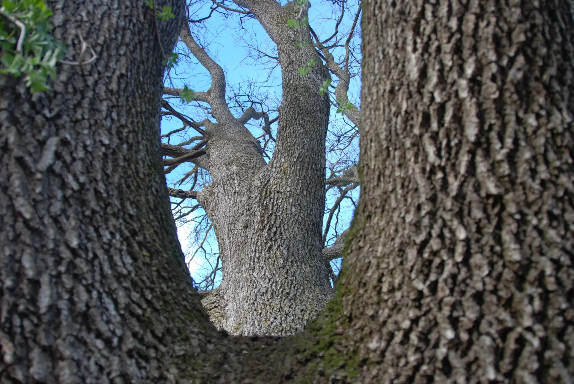 Tree Surgeon Exmouth, Honiton or Sidmouth
