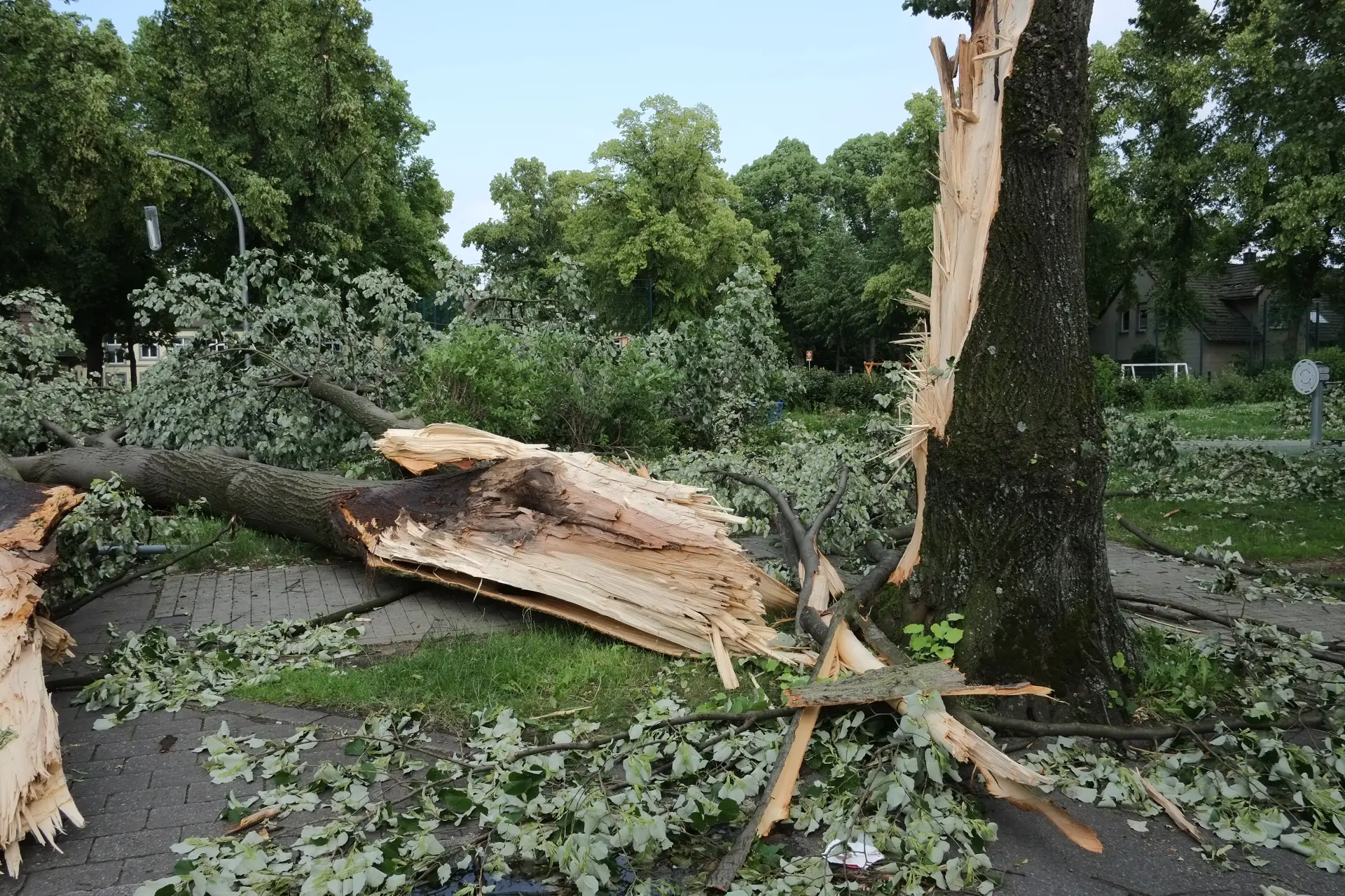 Emergency Storm Damage Tree Care Exmouth, Honiton or Sidmouth
