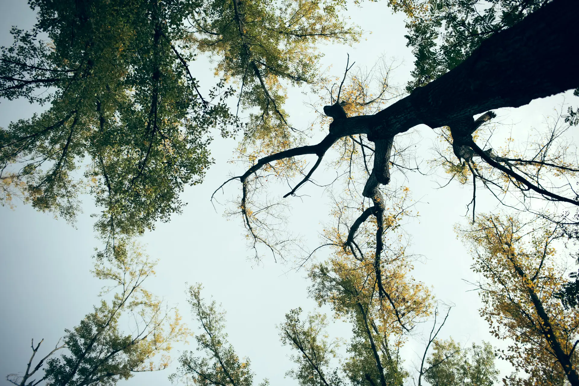 Tree Surgery Near Me