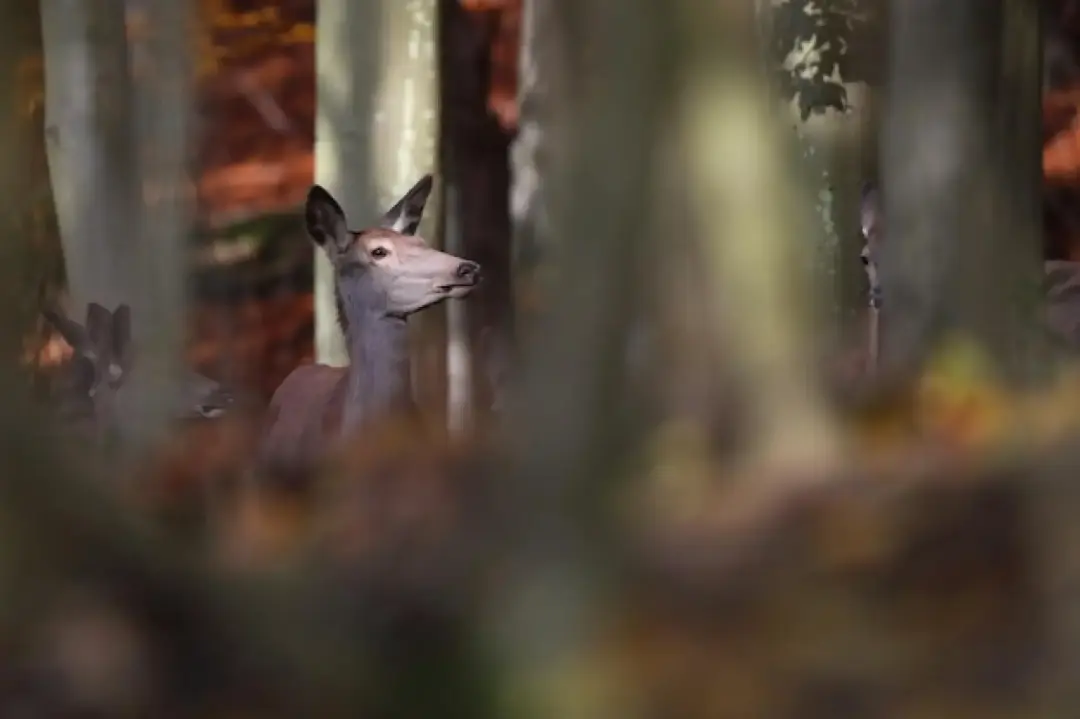 Forestry Experts Exmouth, Honiton, Sidmouth