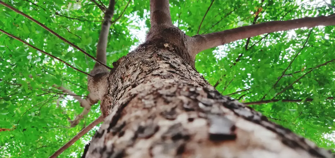 What Is Low Impact Forestry What Is Low Impact Forestry Image