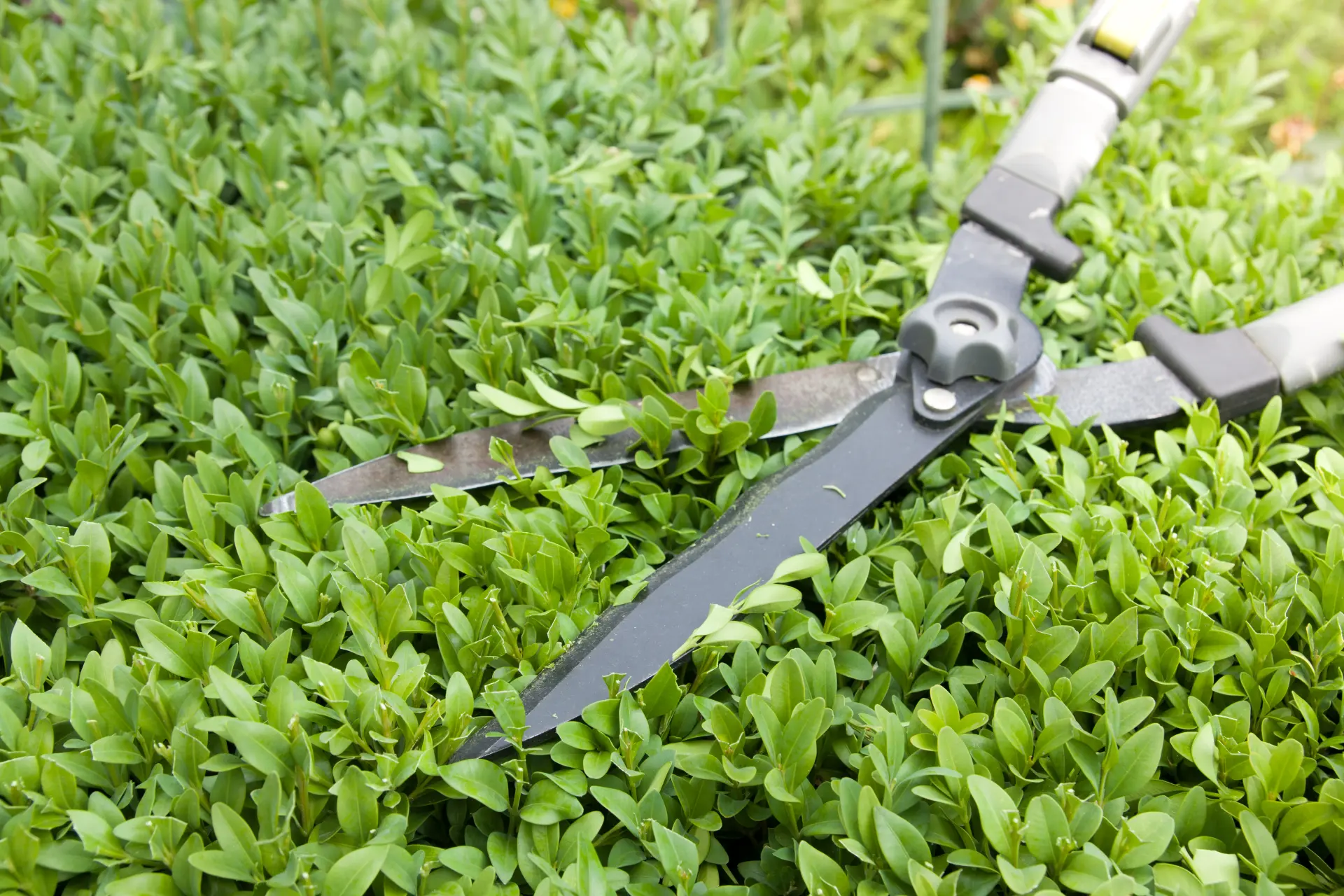 specialist Hedge care Exmouth, Honiton, Sidmouth