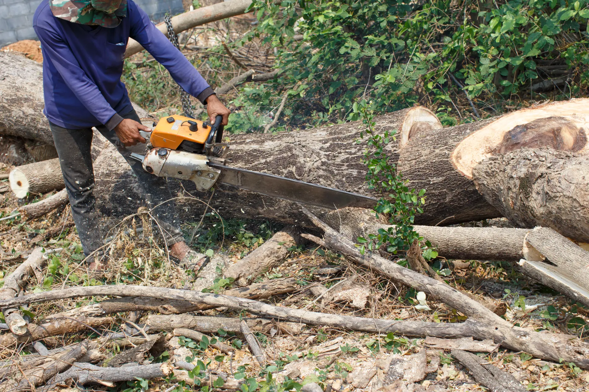 Tree Removal Service Exmouth, Honiton and Sidmouth 