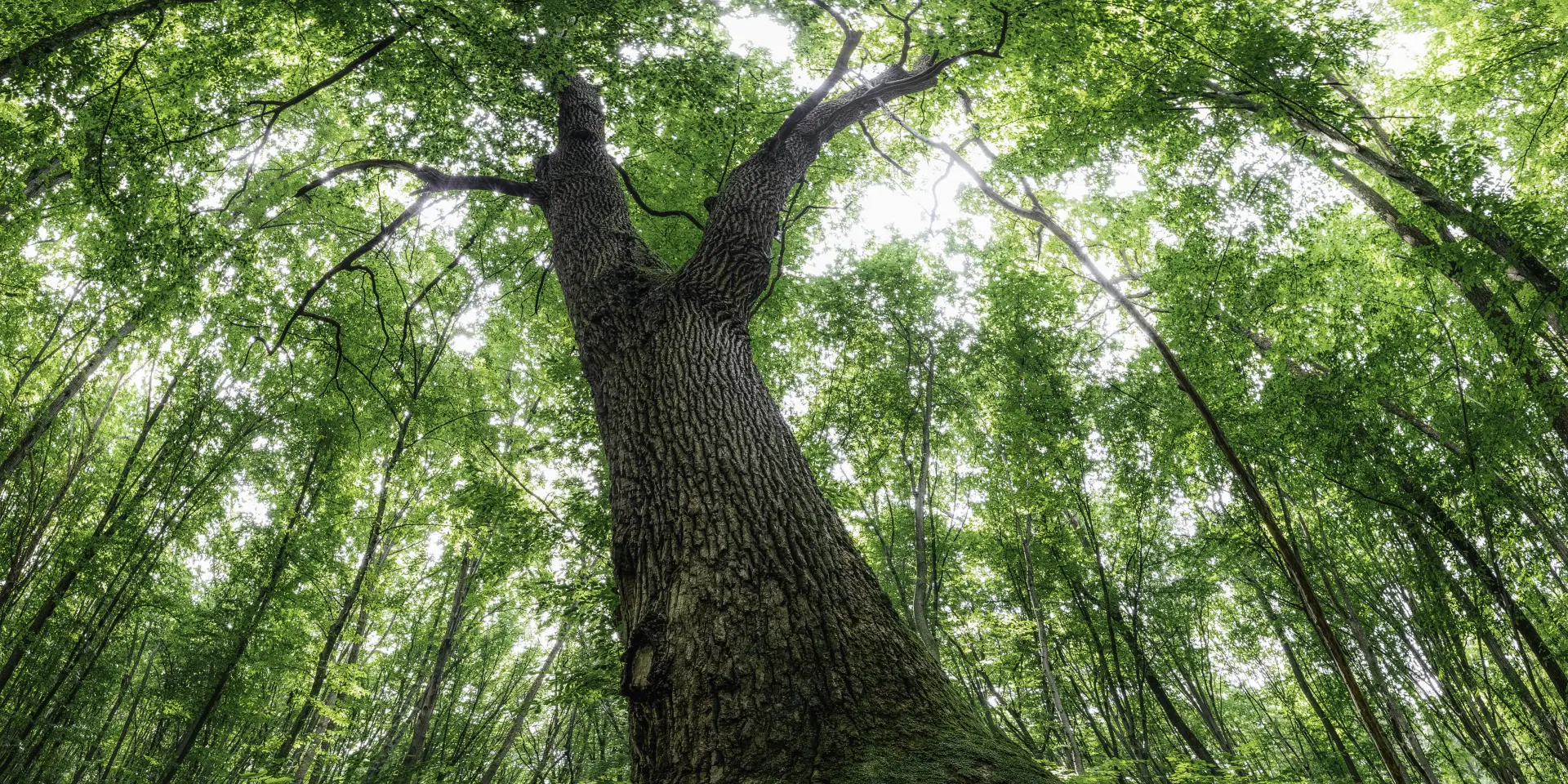 Forestry management Exmouth, Honiton, Sidmouth