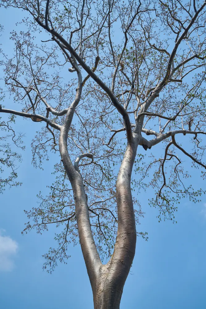 Signs Your Tree May Need Bracing Support