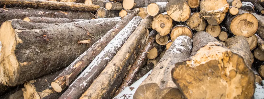 Timber Milling in Exmouth, Honiton, Sidmouth