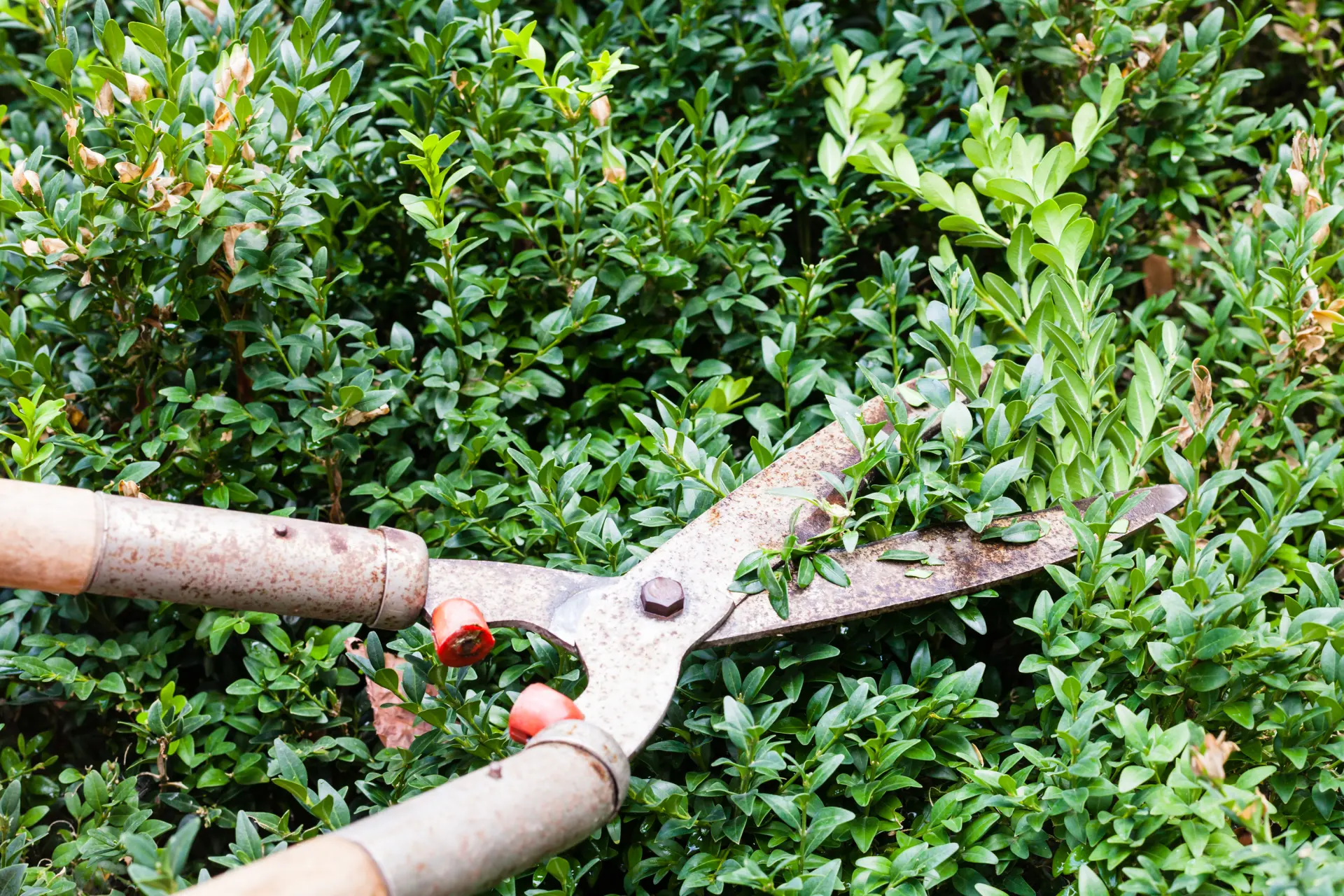 Hedge Management Exmouth, Honiton, Sidmouth