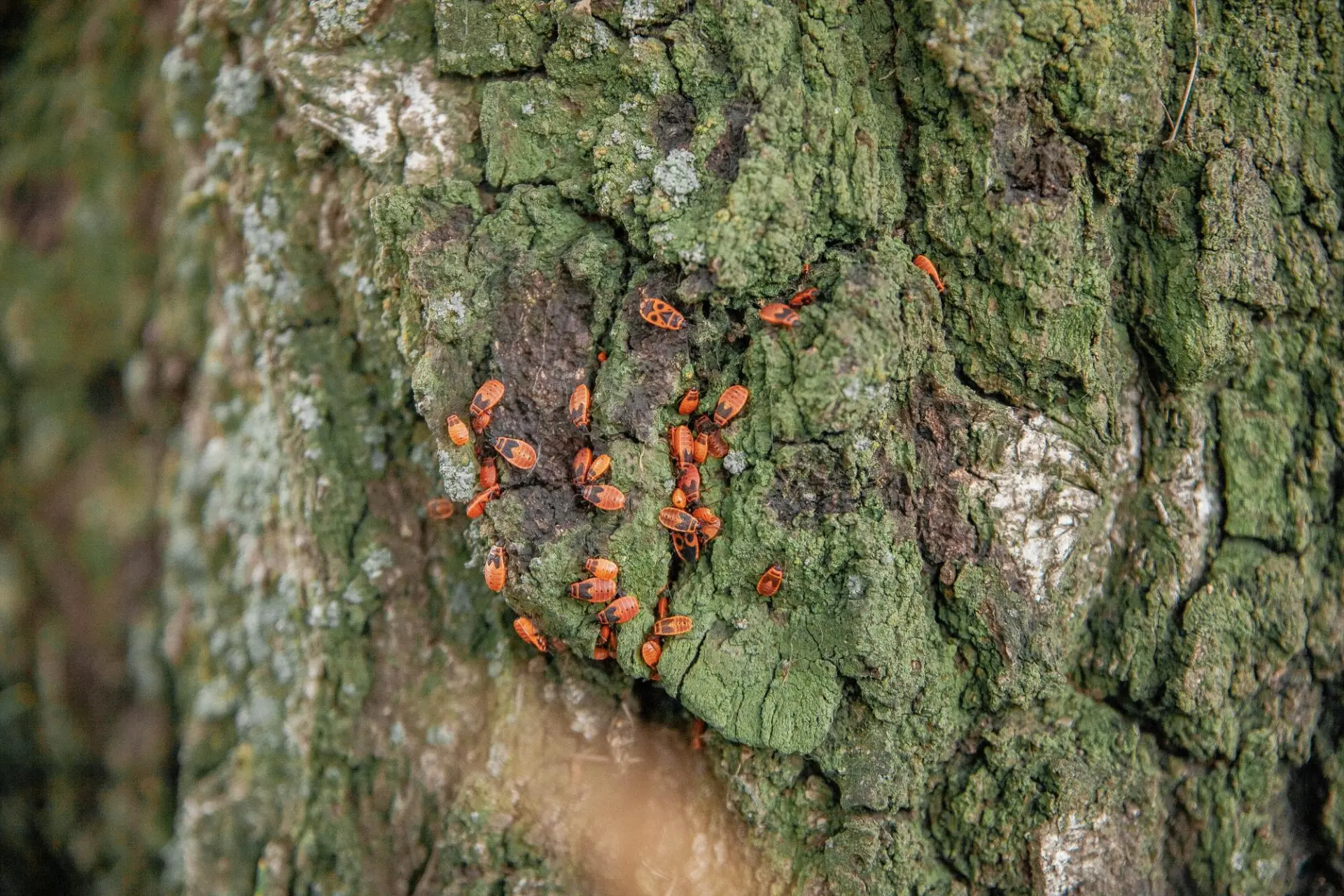 Diseased and Unhealthy Trees - Signs that Tree Removal Needed 