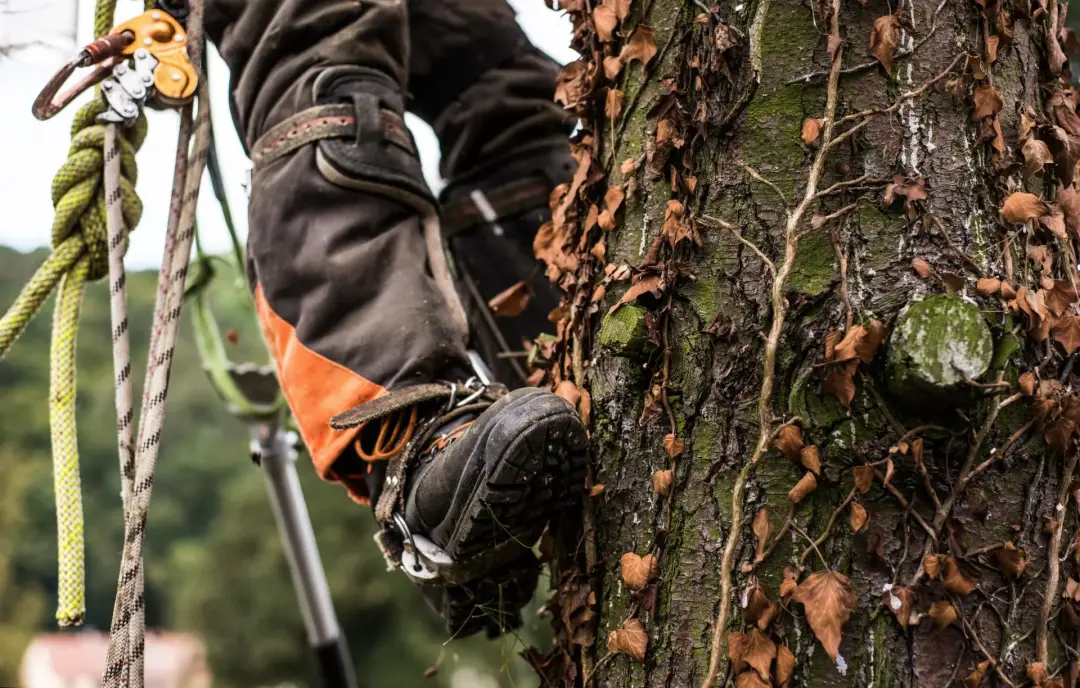 Can Crown Reduction Make a Tree Safer