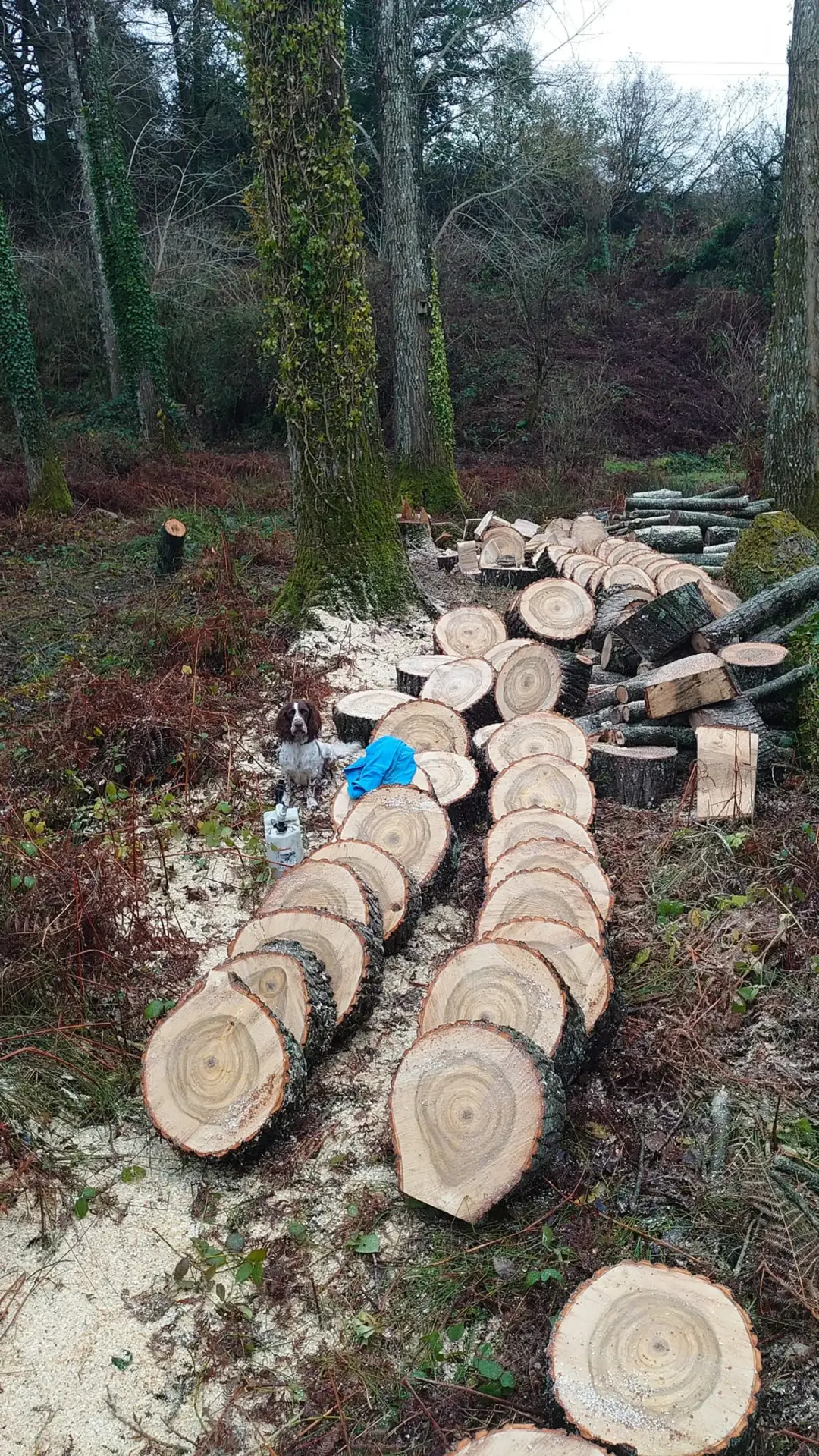 Proces of Wood Milling Exmouth, Honiton, Sidmouth