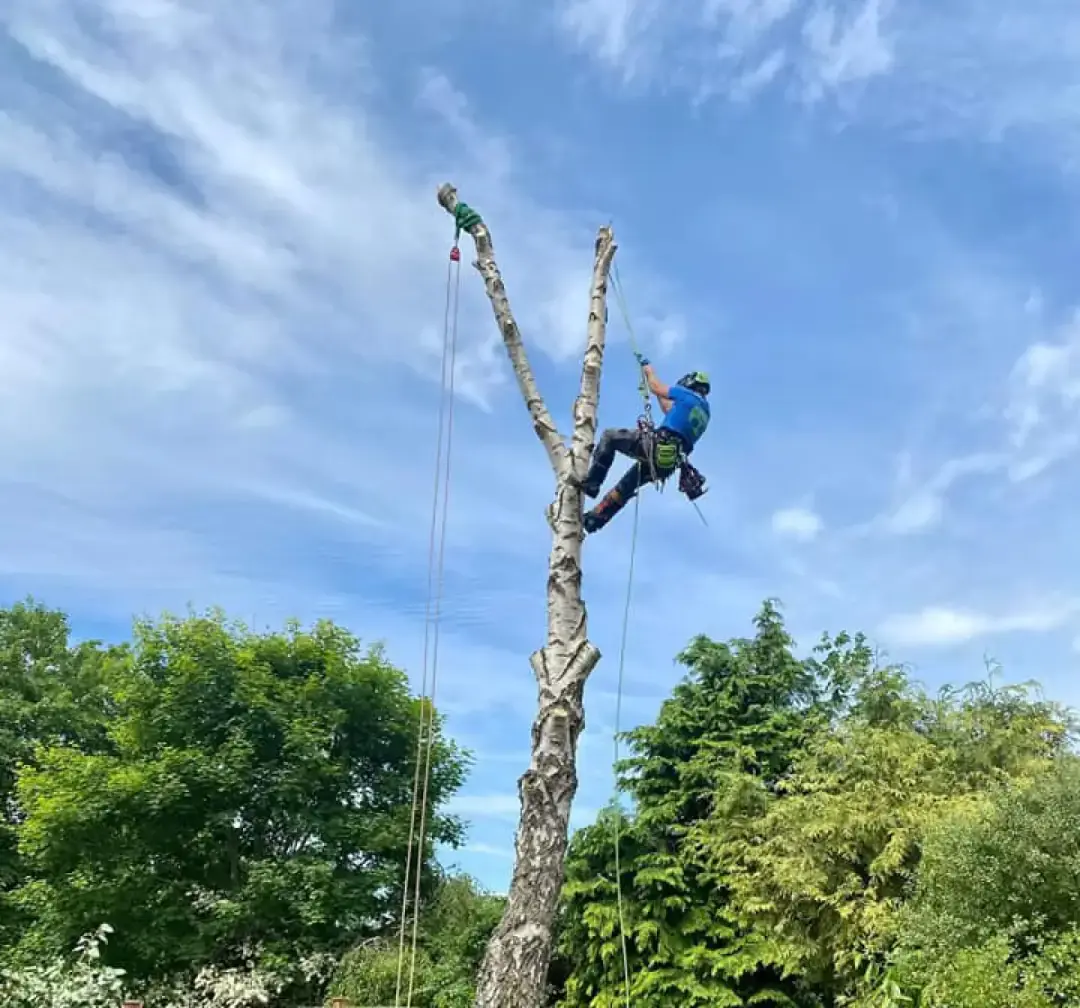 Tree Removal Exmouth, Honiton or Sidmouth 