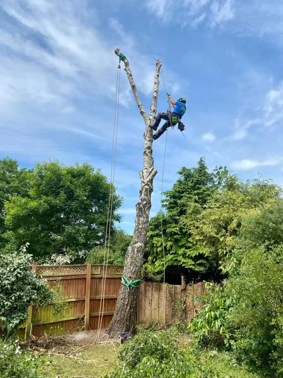 Aboricultural Services Exmouth, Honiton, Sidmouth