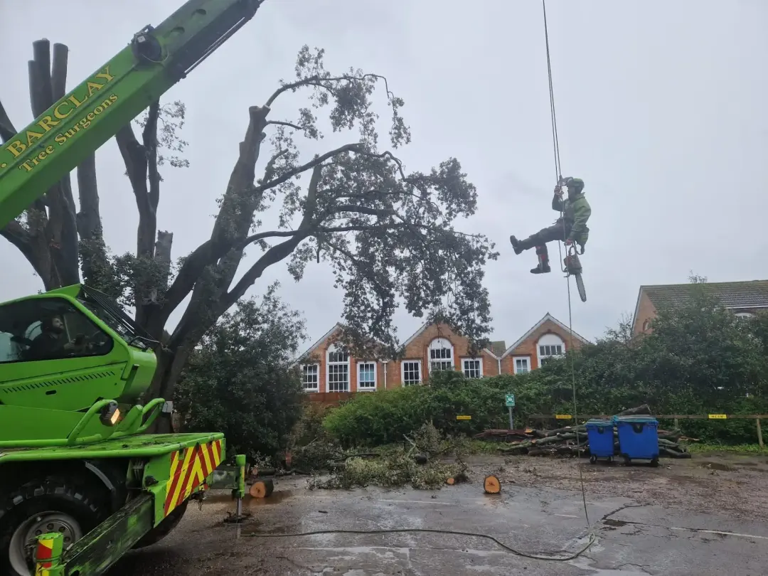 Crown Reduction and Pollarding Exmouth, Honiton or Sidmouth 