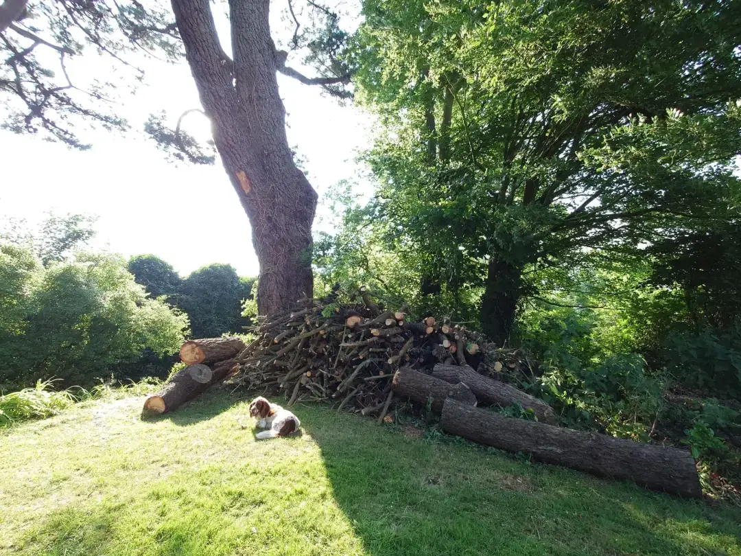 Woodland Surveys Exmouth, Honiton, Sidmouth