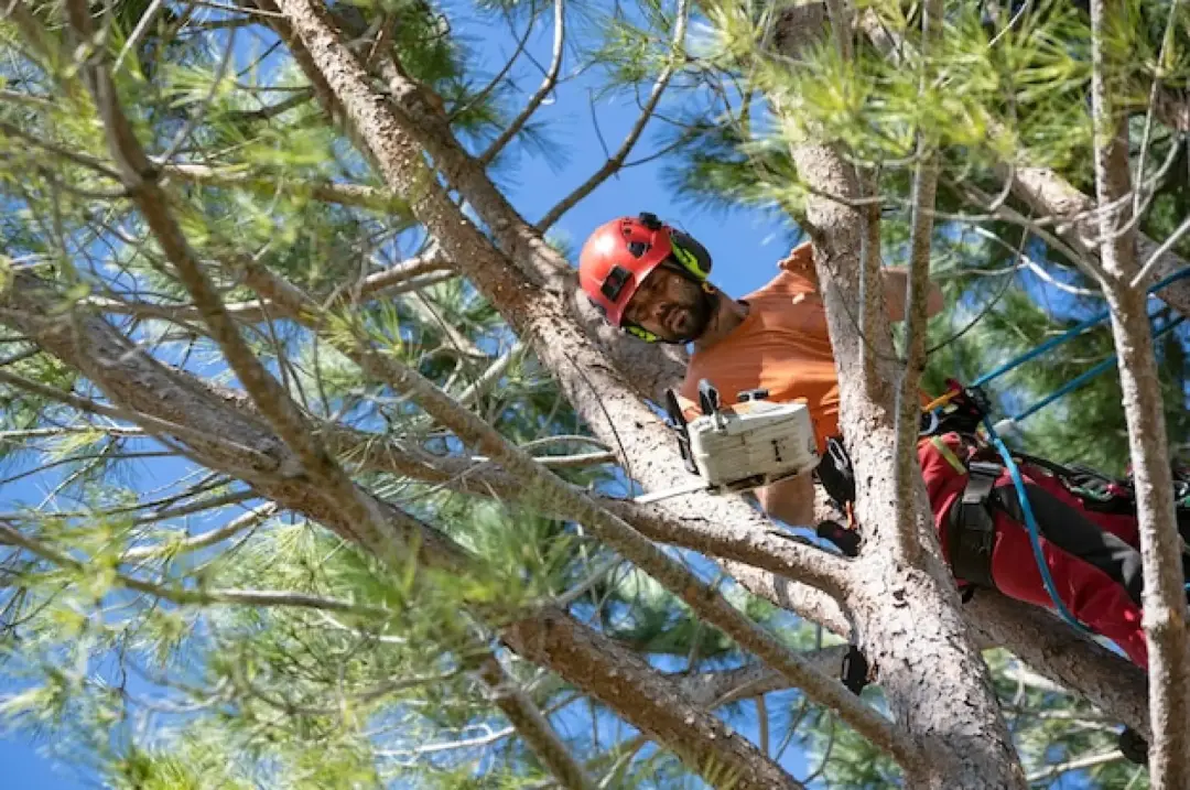 Tree Surgery Services Exmouth, Honiton or Sidmouth