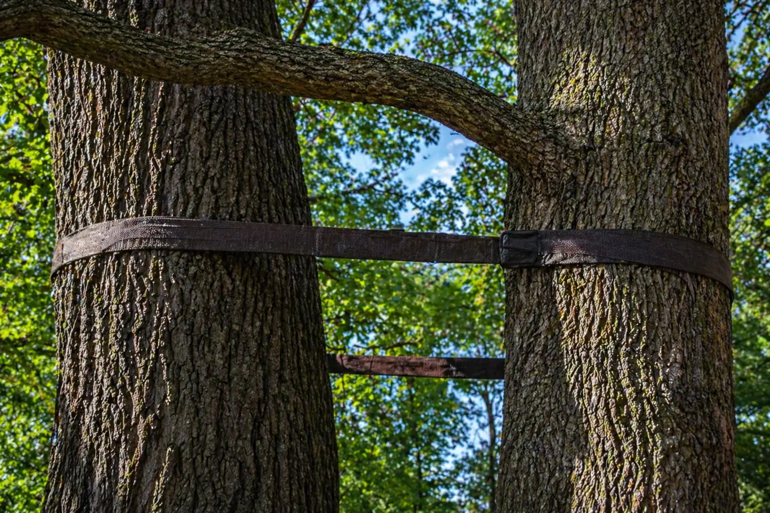 Maintaining Tree Bracing Systems