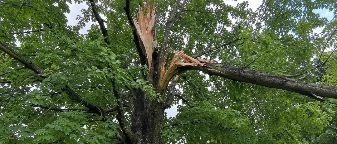 Signs a Tree May Need Emergency Removal