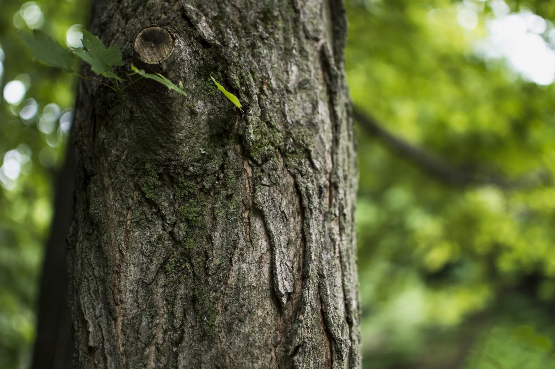 Hollow Areas - Signs that Tree Removal Needed 