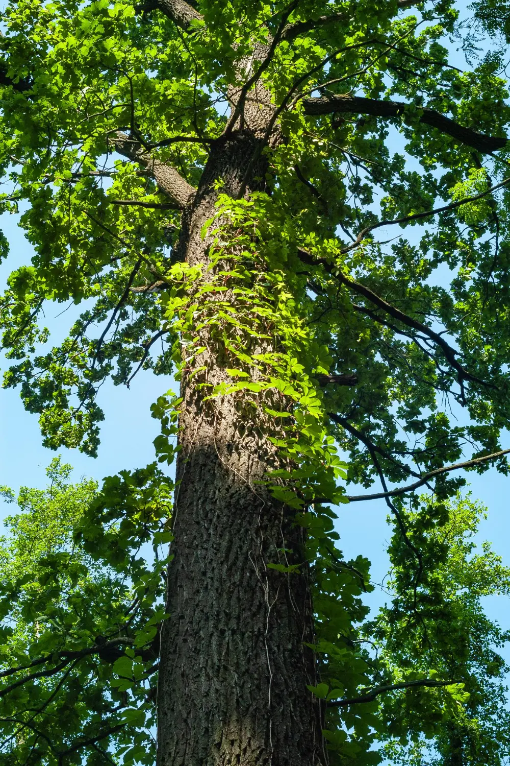 How Regular tree inspections Help