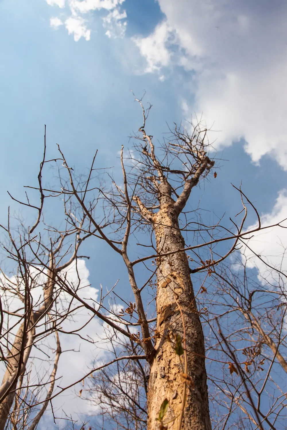Why Over-Pruning Can Harm a Tree