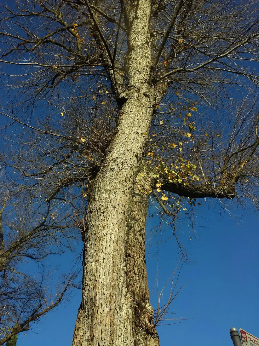 Signs Your Tree May Need Crown Reduction Again