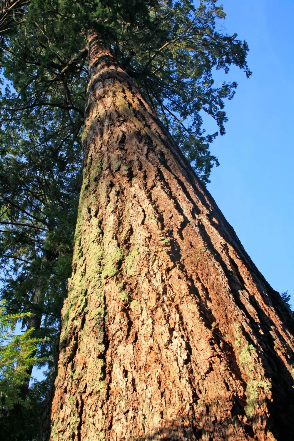Tree Age, Size, and Condition