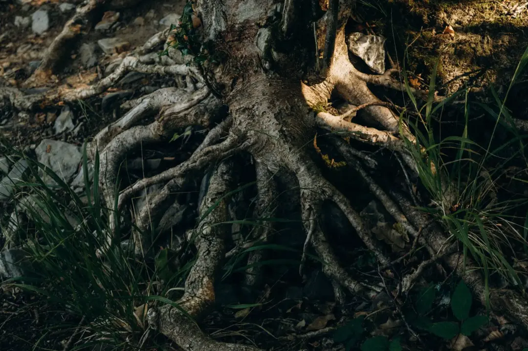 Exposed or Damaged Tree Roots