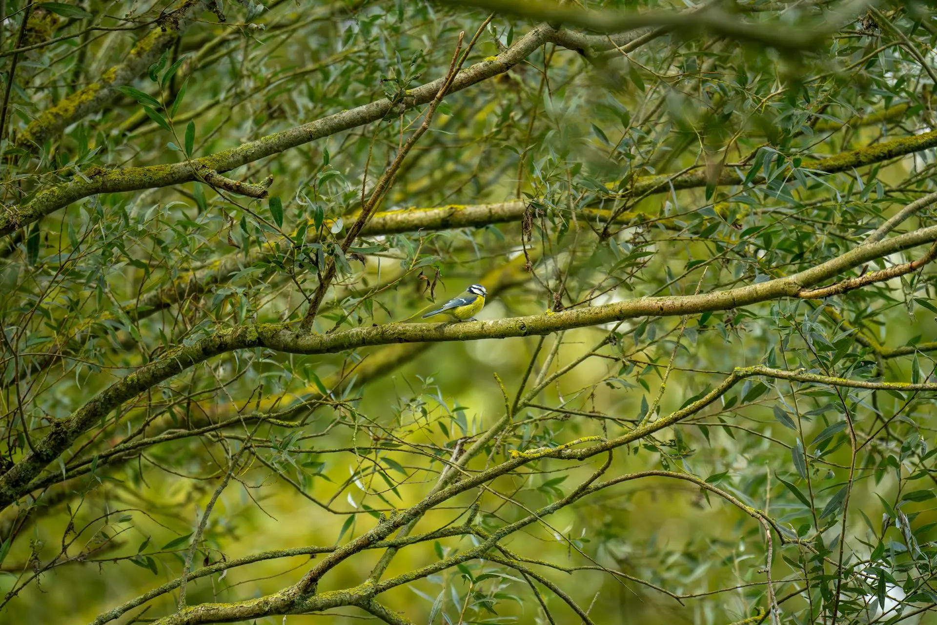 The Role of Forestry Management in Protecting Wildlife