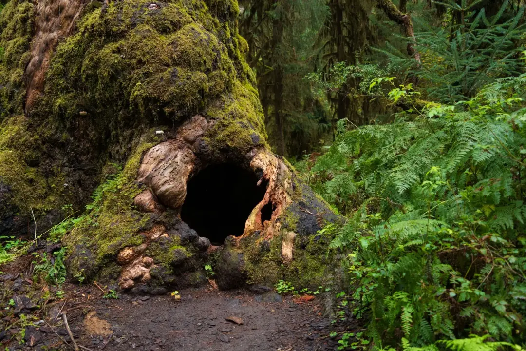 Hollow Areas Inside the Trunk