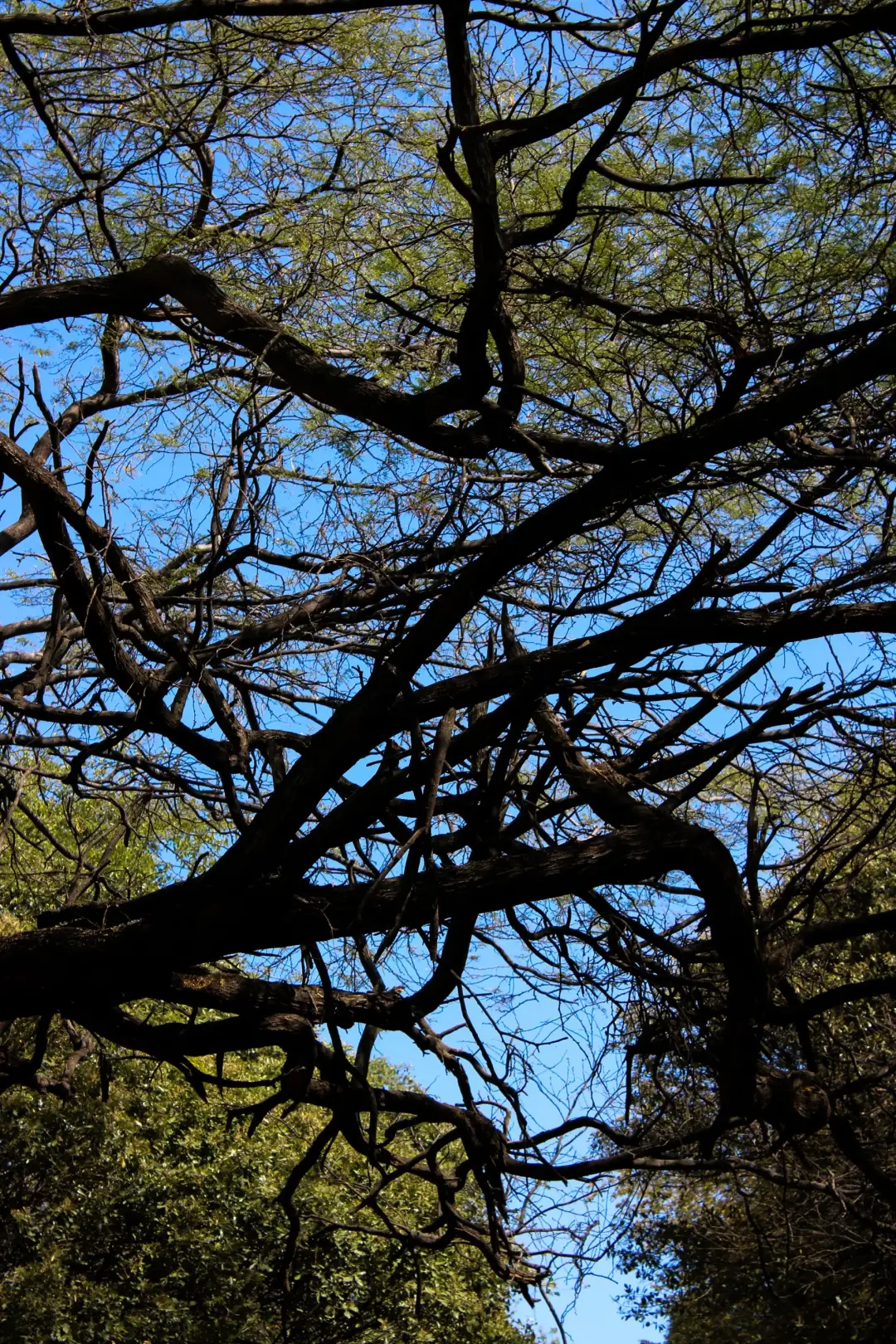 Signs a Tree Has Become Too Large