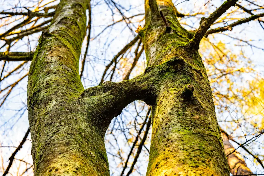 A Split or Forked Tree Trunk