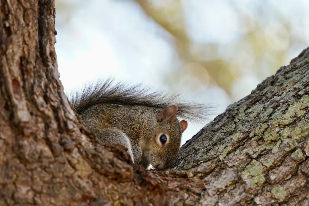 The Role of Forestry Management in Protecting Wildlife