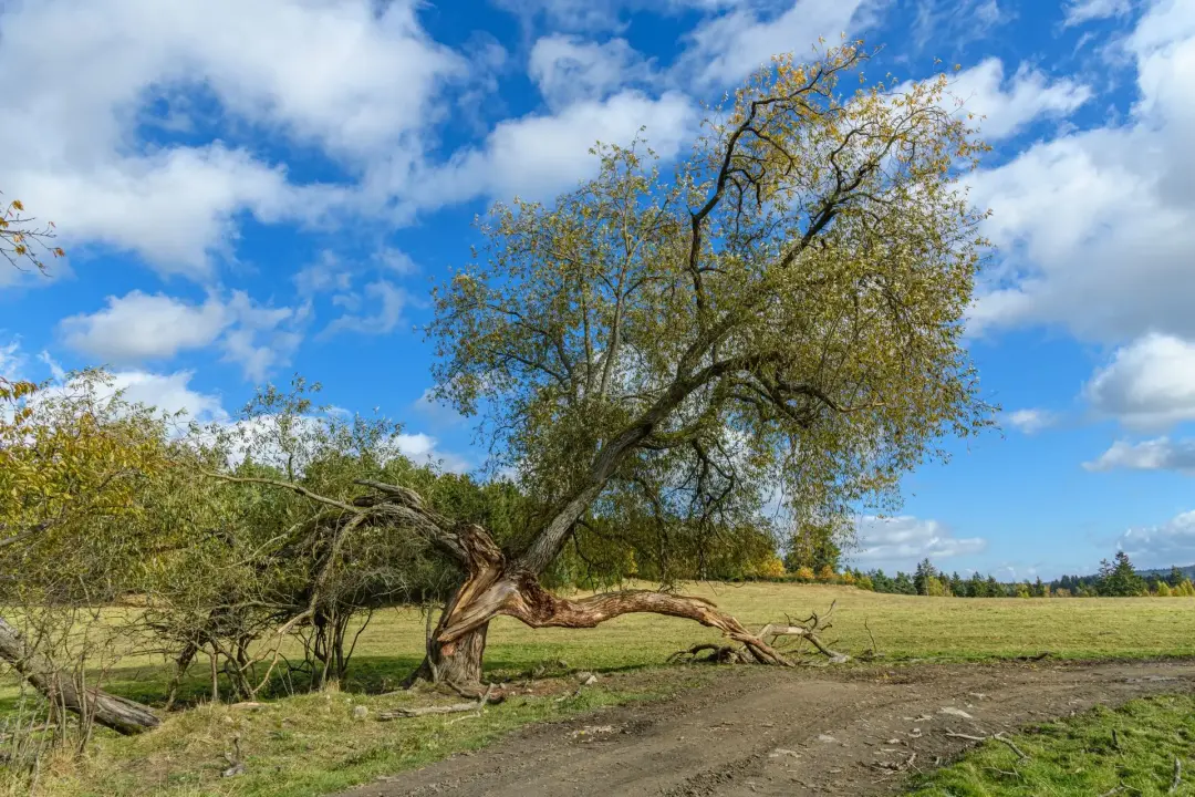 Why Dangerous Trees Need Prompt Attention