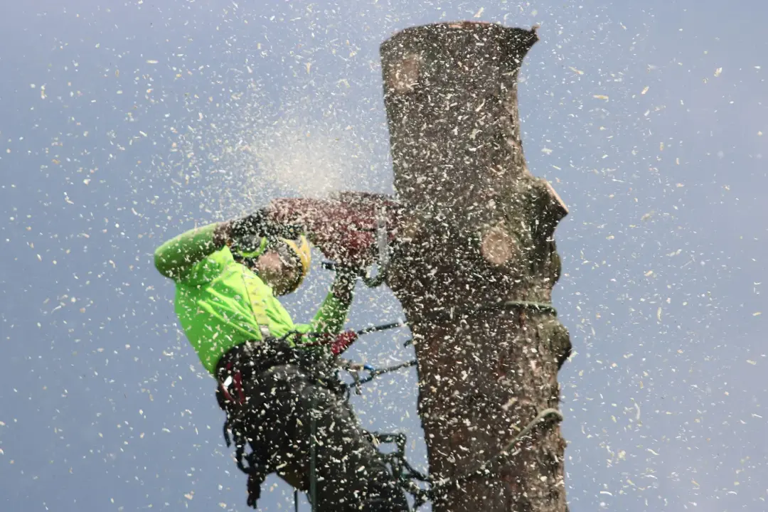 Chainsaws for Cutting Trees and Branches