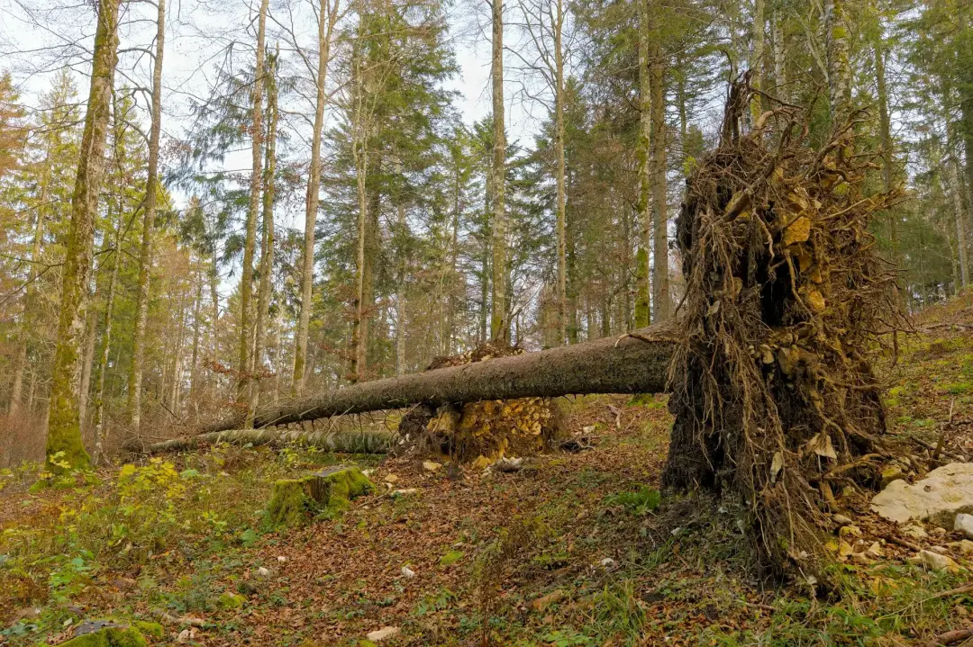 Deadwood and Fallen Trees in Forests