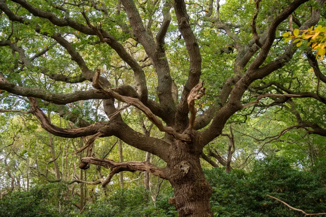 Cranes for Large or Dangerous Trees