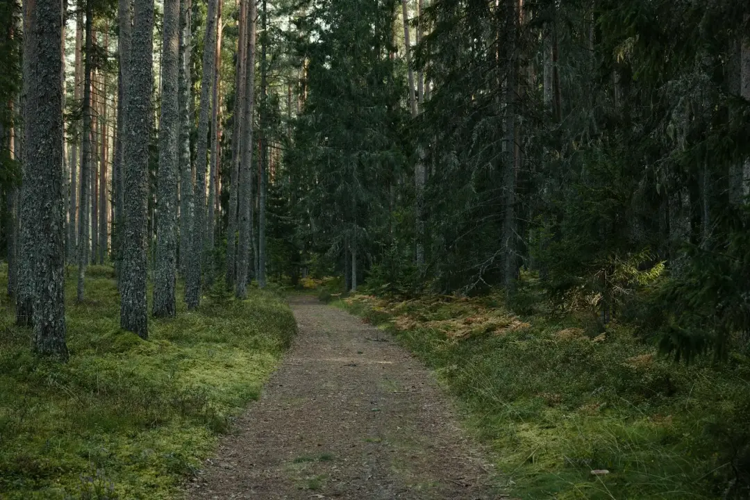 Safe Access in Forests