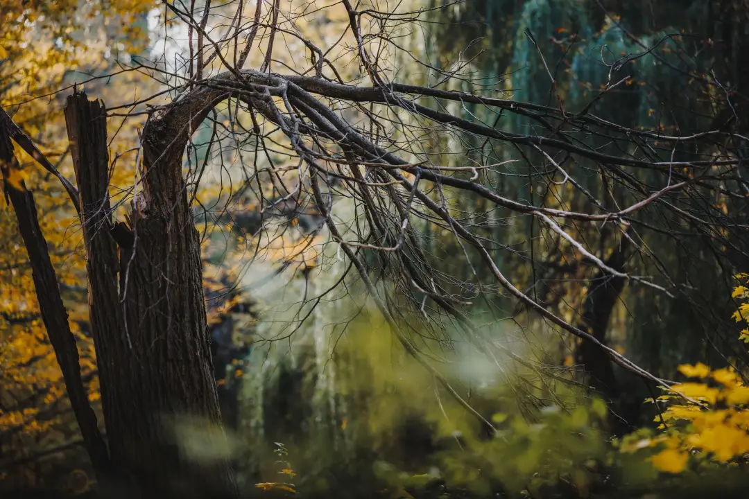 Large Broken or Hanging Branches