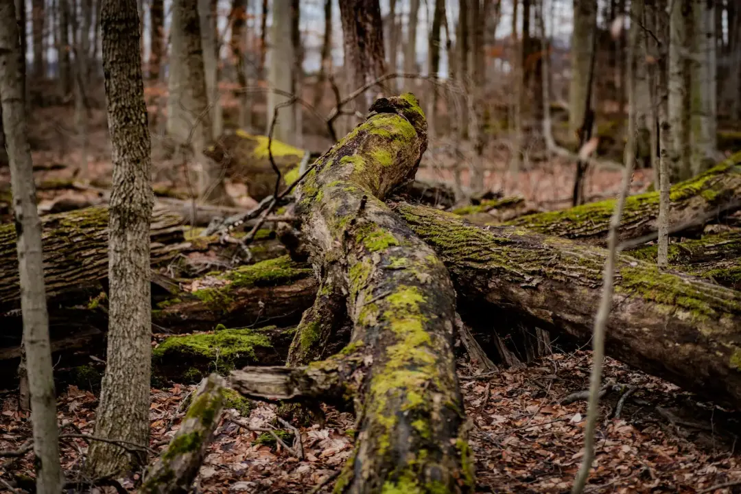 How Forestry Management Helps Reduce Fire Risk