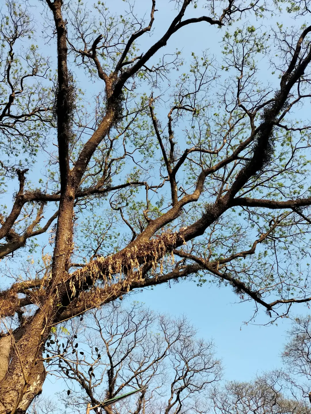 Reducing Weight on Heavy Branches