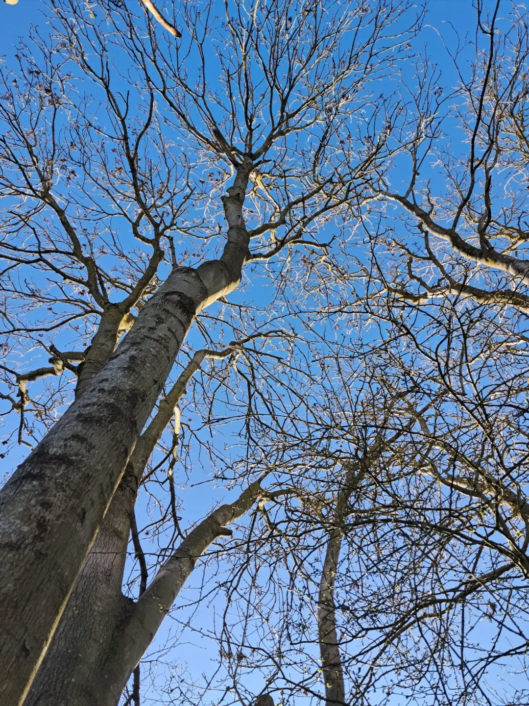 Protecting the Health and Shape of the Tree