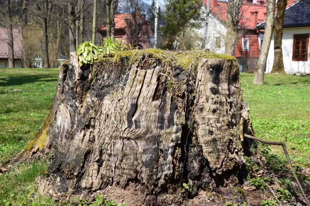 Stump Grinders for Removing Tree Stumps