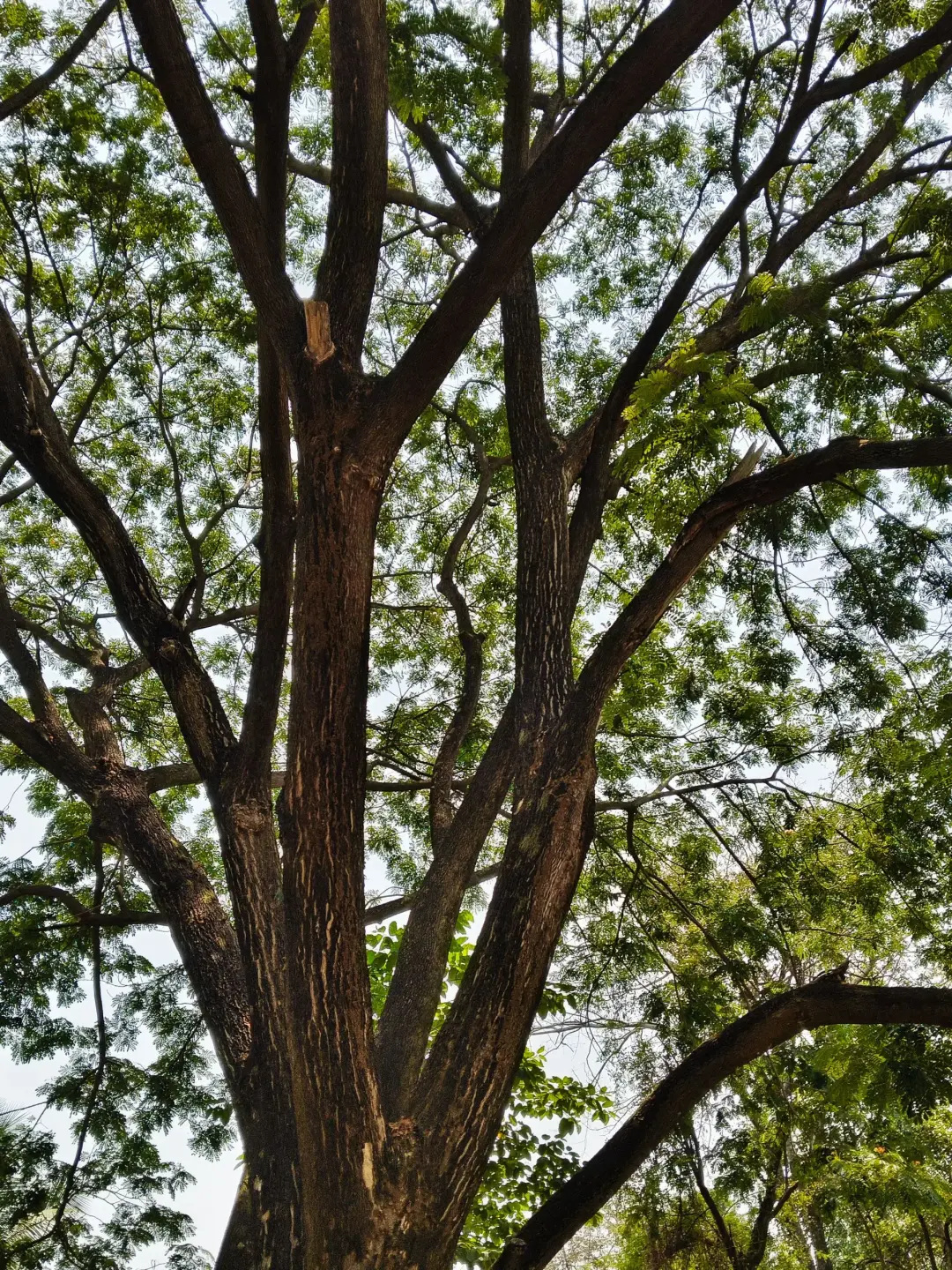 When Crown Reduction Is Better Than Tree Removal